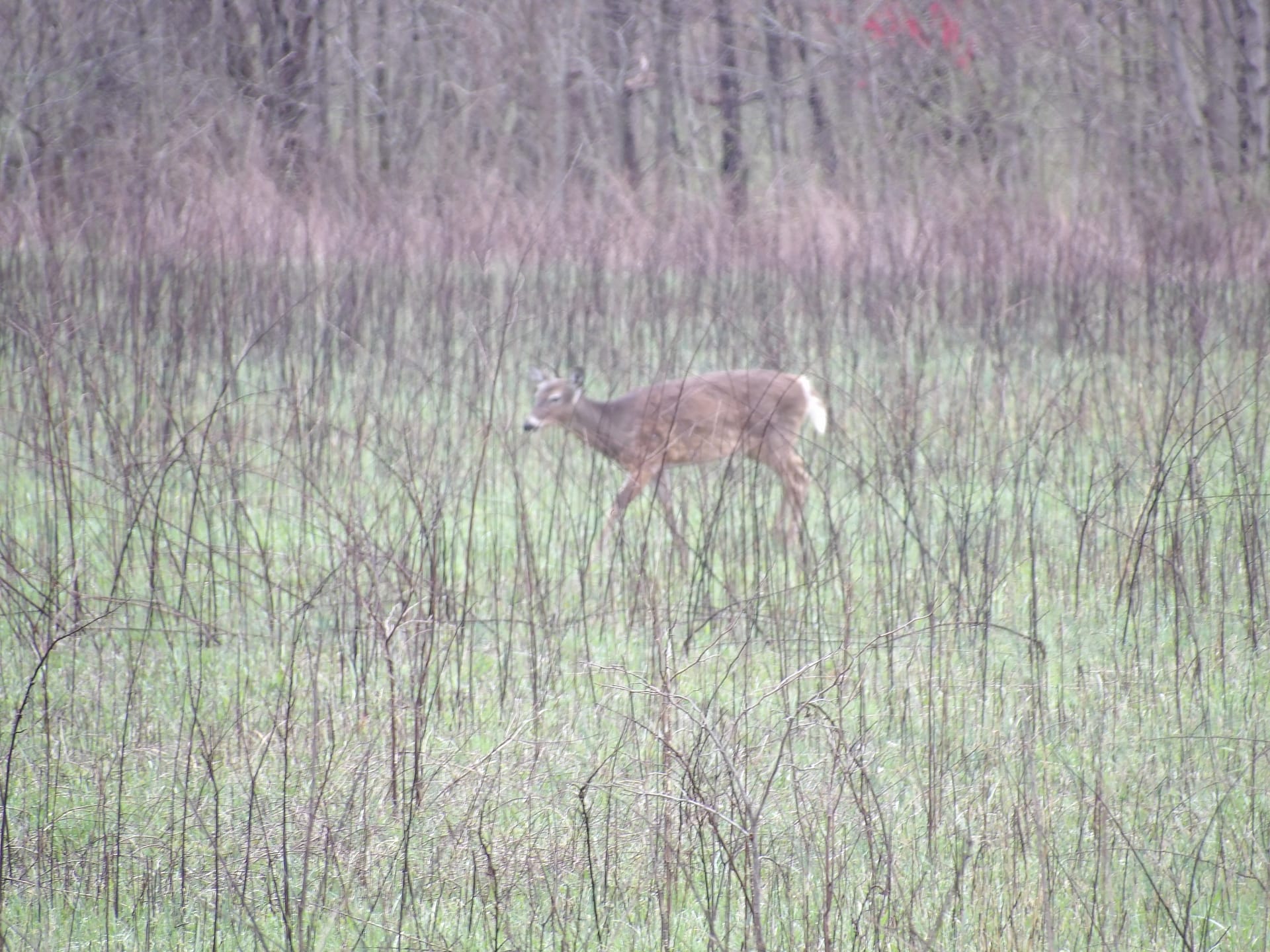 white tail deer in the wild
ABOUT US